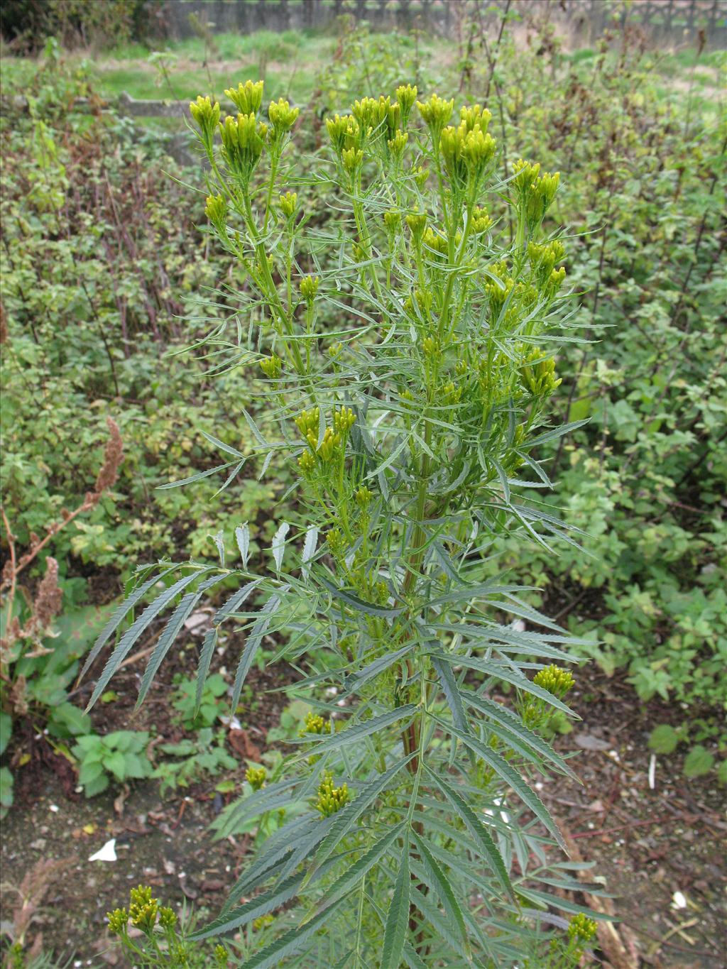 Tagetes minuta (door Rutger Barendse)