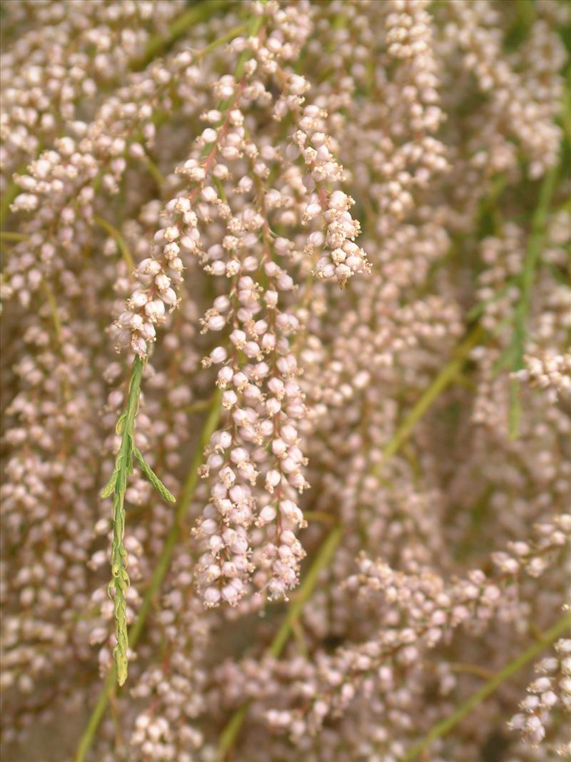 Tamarix gallica (door Adrie van Heerden)