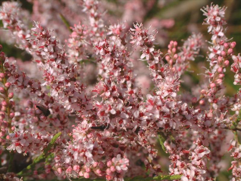 Tamarix gallica (door Adrie van Heerden)