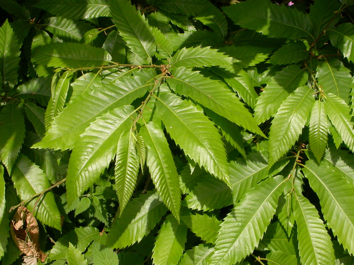 Castanea sativa (door Peter Meininger)