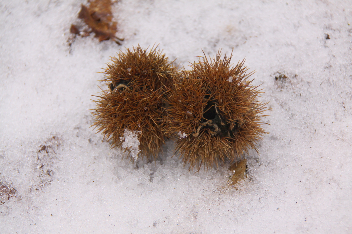 Castanea sativa (door Peter Meininger)