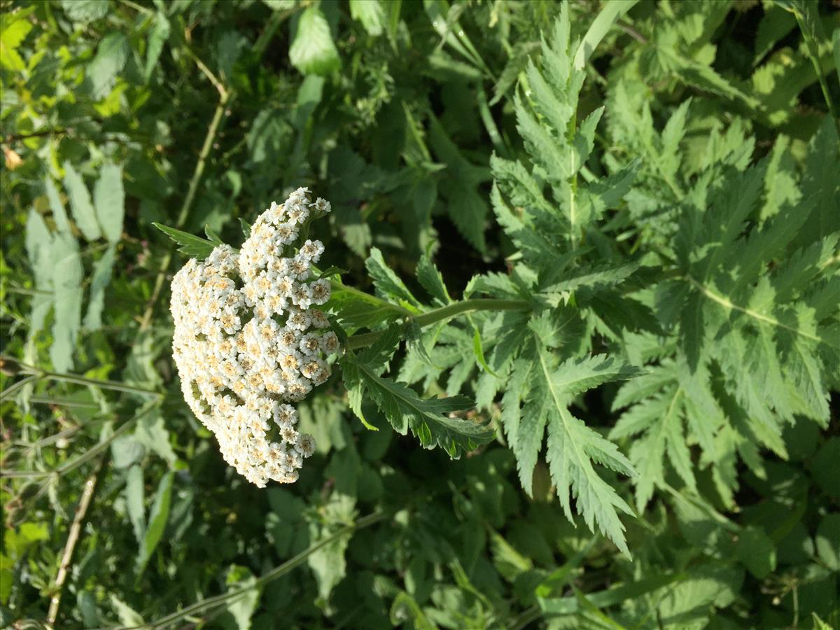 Tanacetum macrophyllum (door Arnout Imhof)