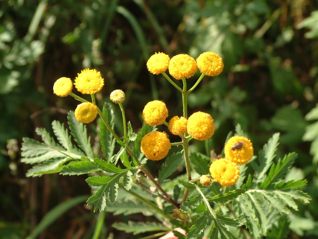 Tanacetum vulgare (door Adrie van Heerden)