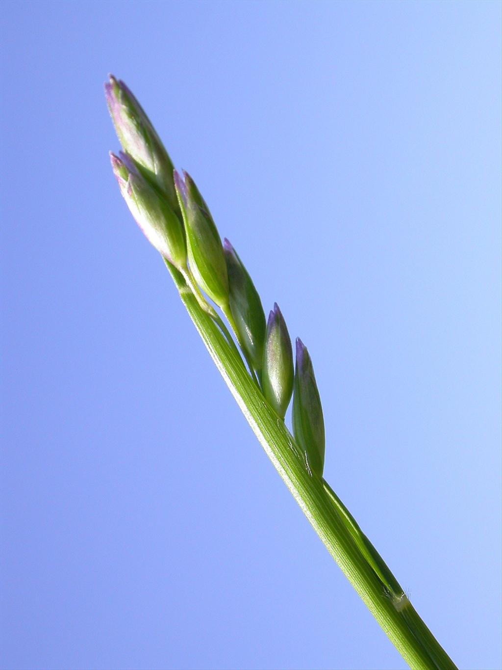 Danthonia decumbens (door Peter Meininger)