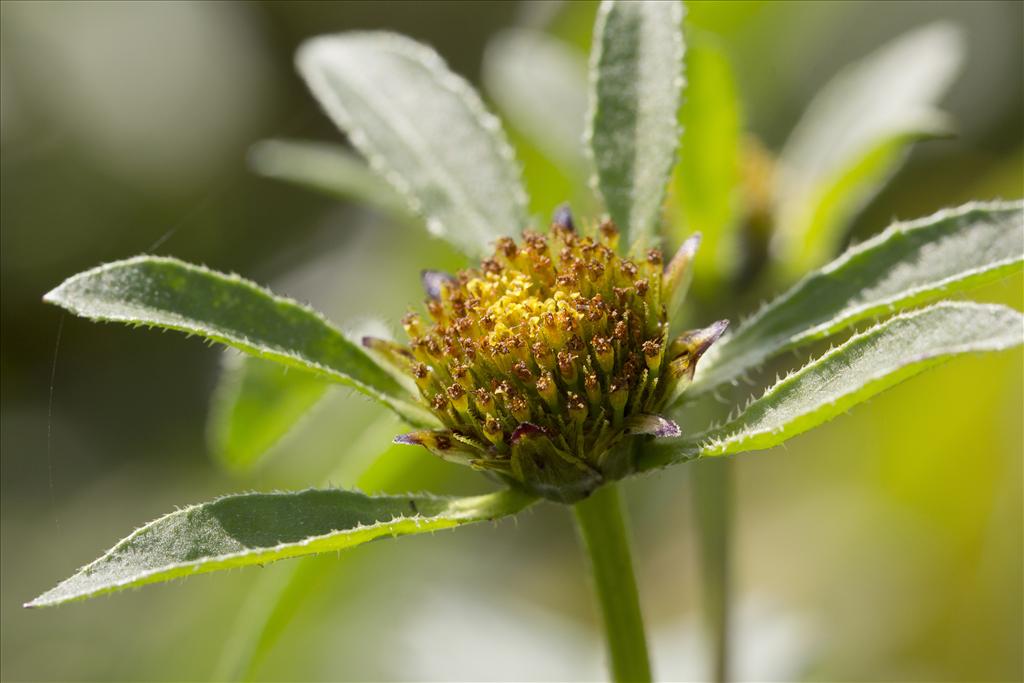 Bidens tripartita (door Valentine Kalwij)