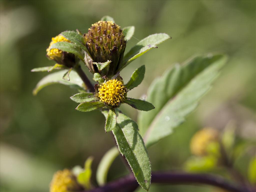 Bidens tripartita (door Valentine Kalwij)