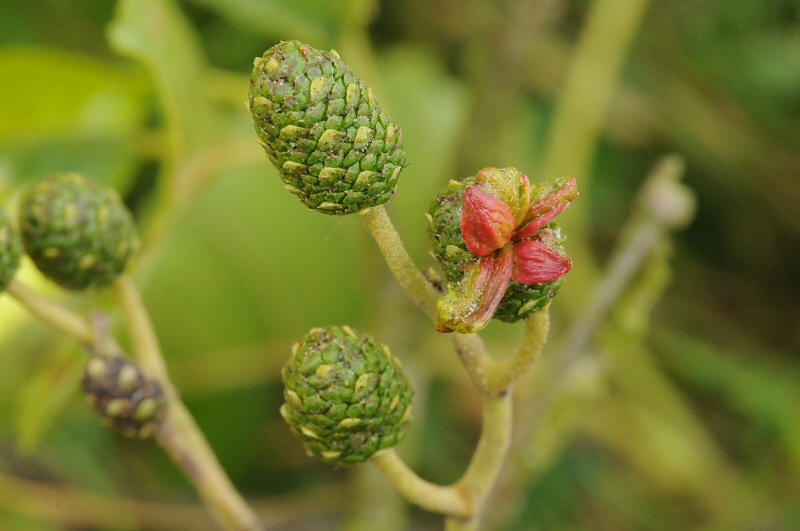 Taphrina alni (door Wouter Heijkamp)