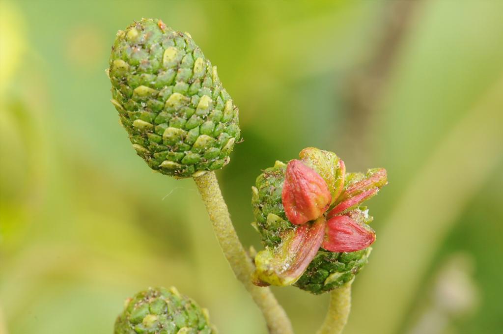 Taphrina alni (door Wouter Heijkamp)