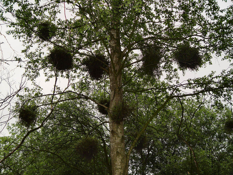 Taphrina betulina (door André Houter)