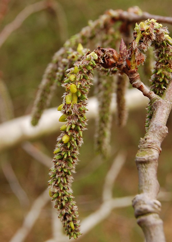 Taphrina johansonii (door Kees Roobeek)