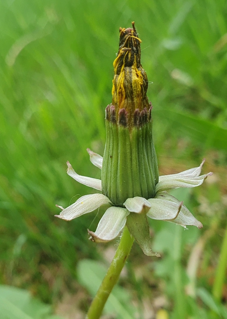 Taraxacum alatum (door Otto Zijlstra)