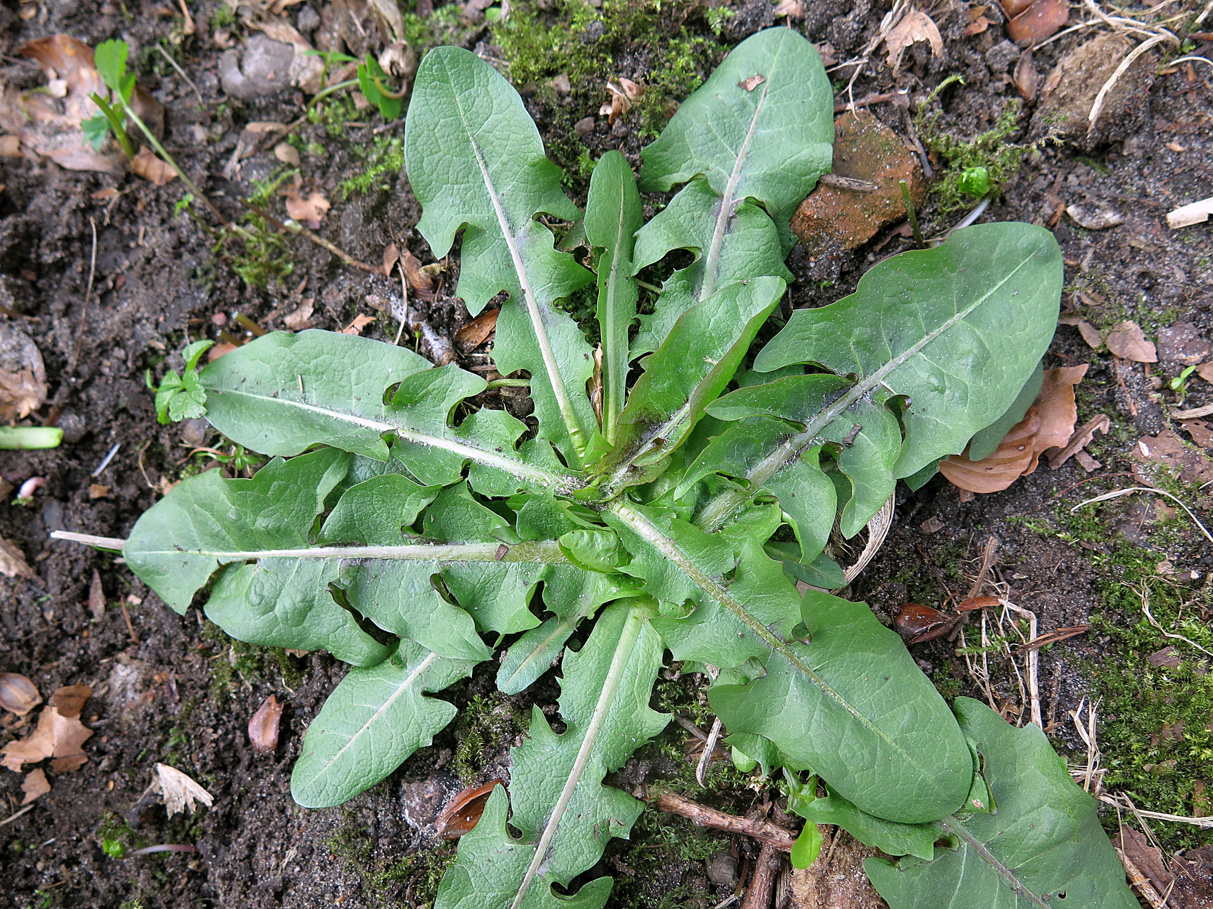 Taraxacum ancistrolobum (door Otto Zijlstra)