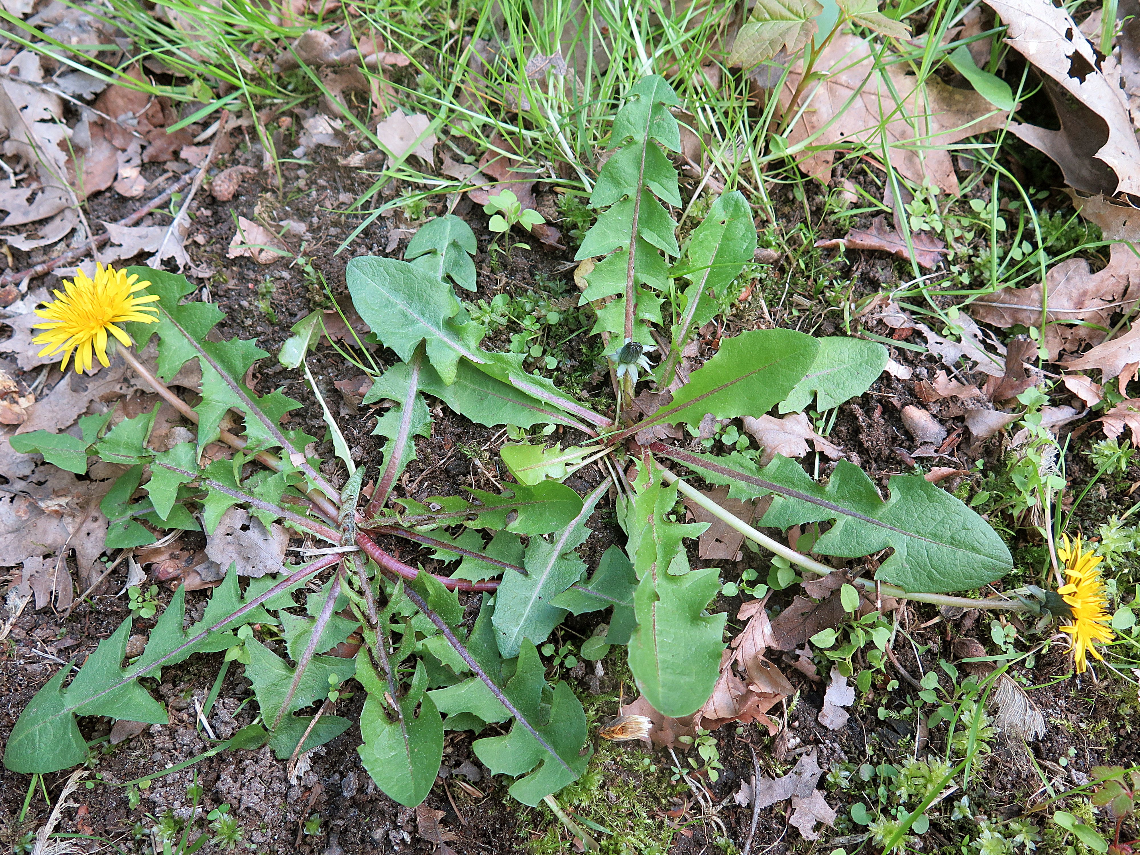 Taraxacum atactum (door Otto Zijlstra)