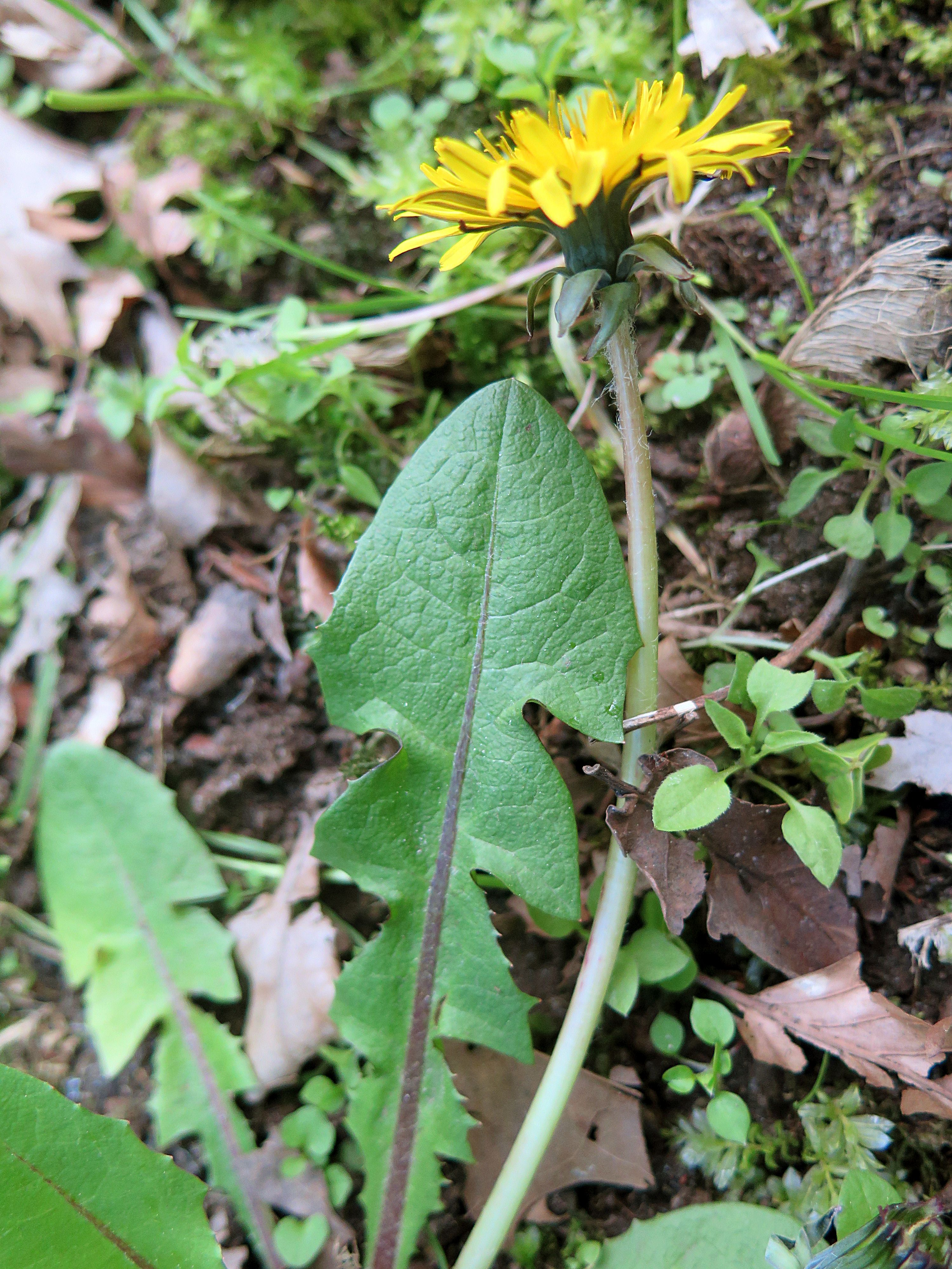 Taraxacum atactum (door Otto Zijlstra)