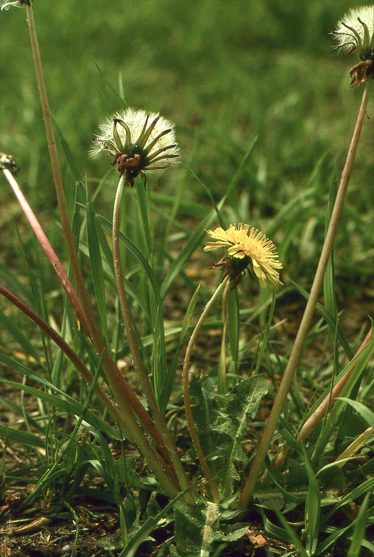 Taraxacum cyanolepis (door Jelle J. Hofstra)