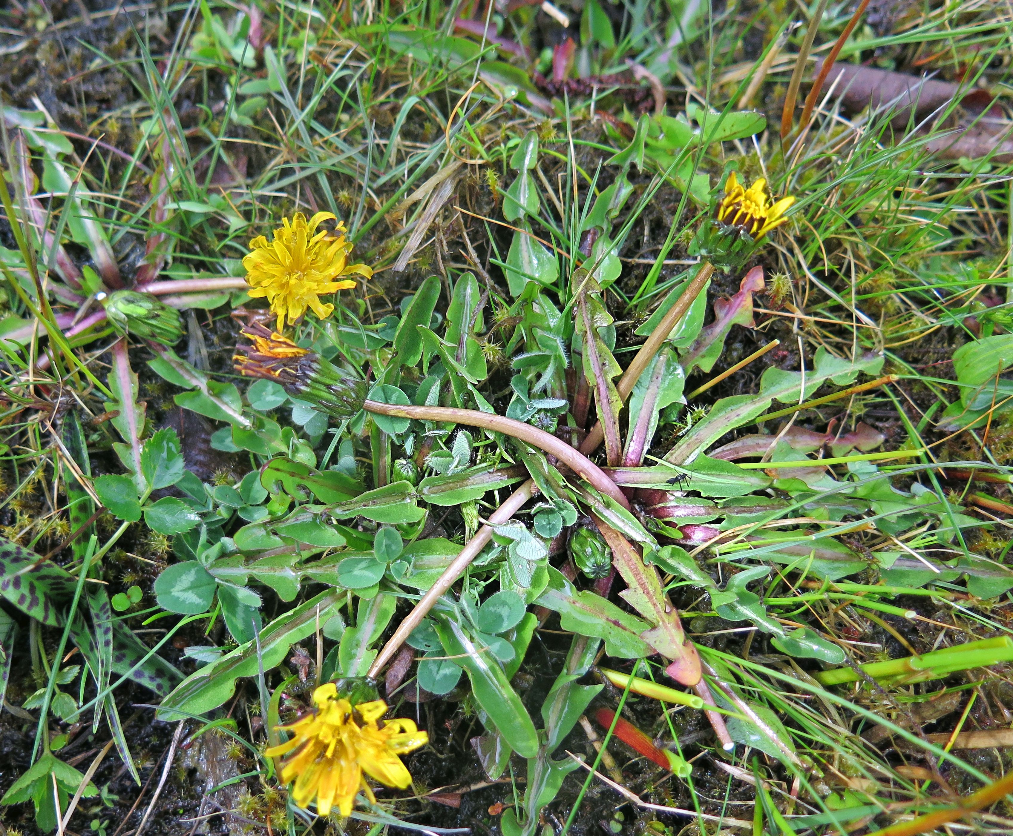 Taraxacum frugale (door Otto Zijlstra)