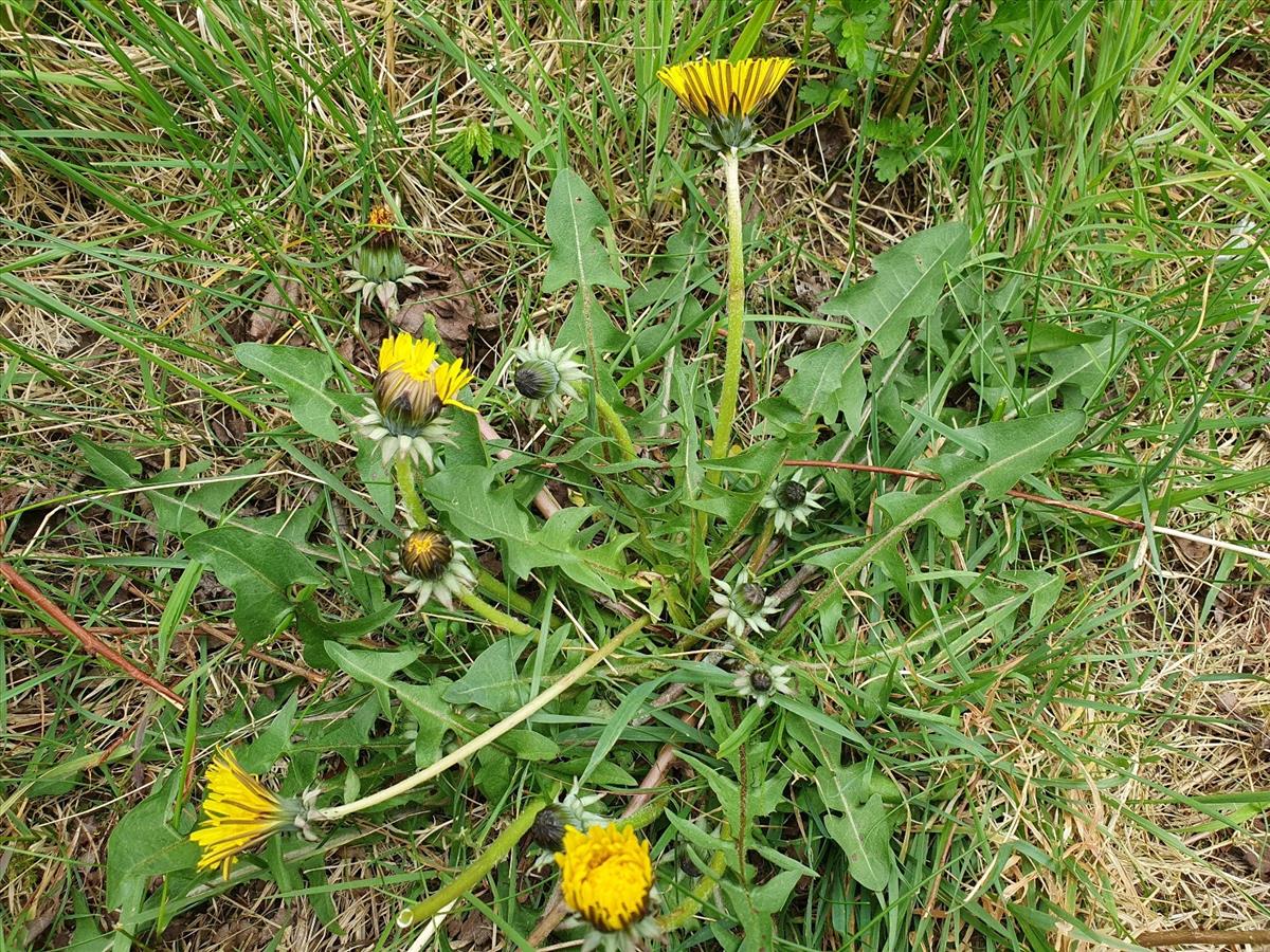 Taraxacum fusciflorum (door Otto Zijlstra)