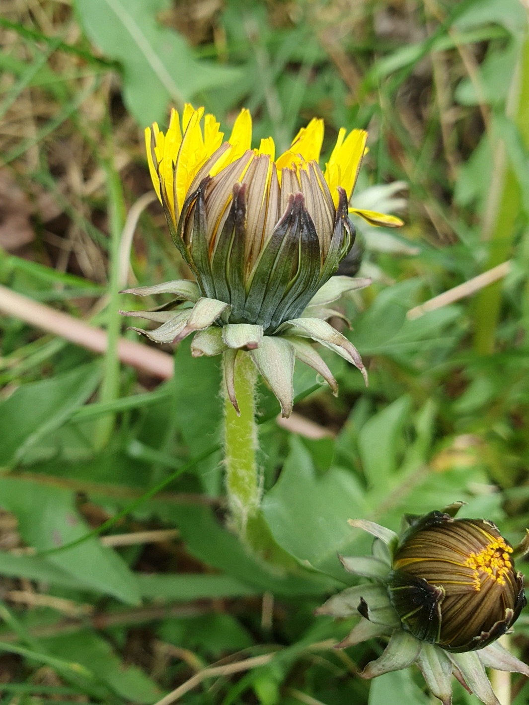 Taraxacum fusciflorum (door Otto Zijlstra)