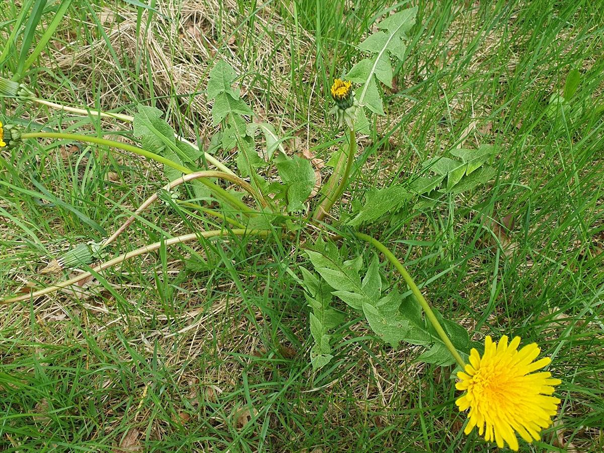 Taraxacum adiantifrons (door Otto Zijlstra)