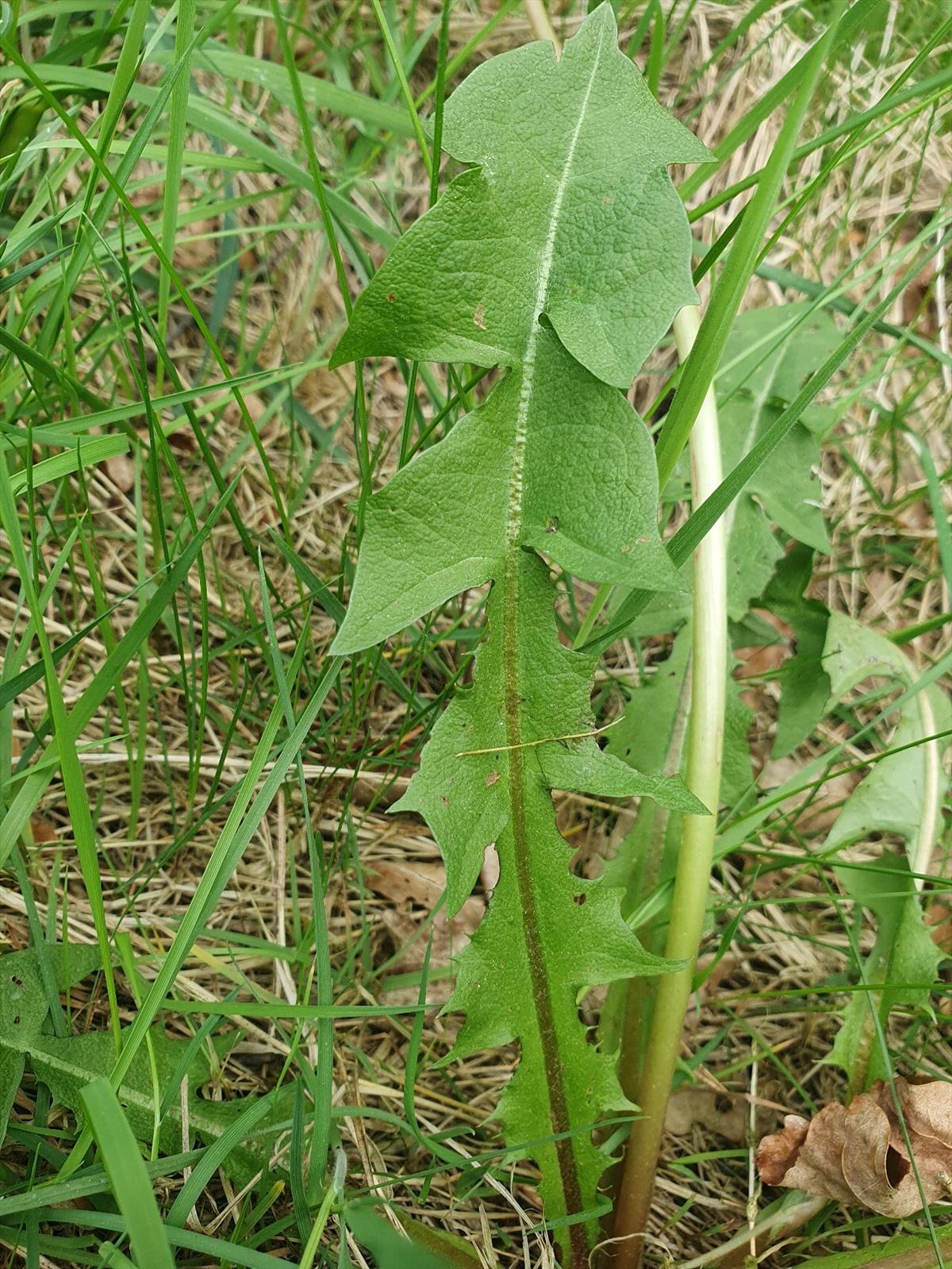Taraxacum adiantifrons (door Otto Zijlstra)
