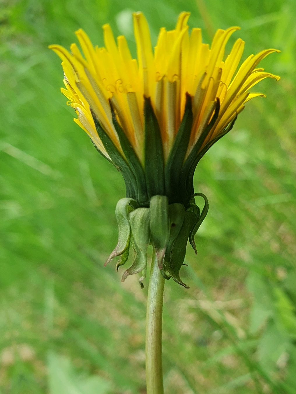 Taraxacum adiantifrons (door Otto Zijlstra)