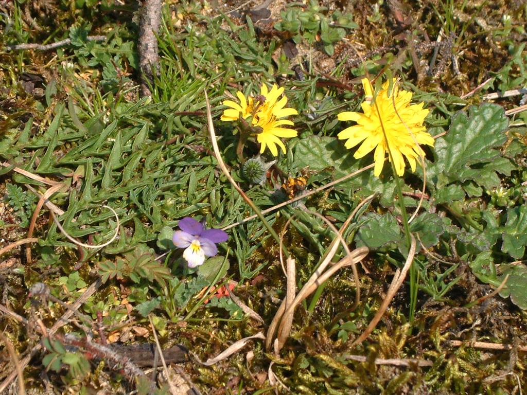 Taraxacum sect. Erythrosperma (door Adrie van Heerden)