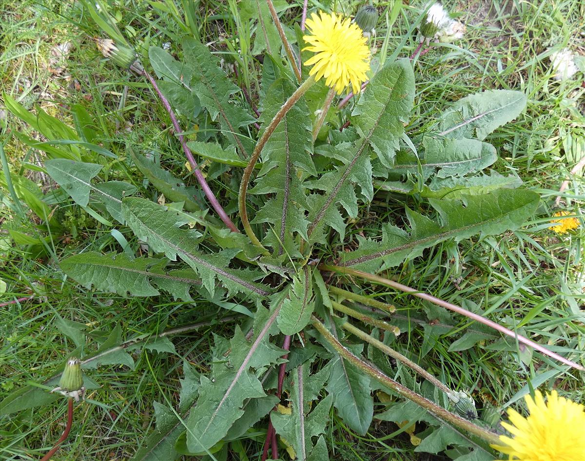 Taraxacum severum (door Otto Zijlstra)