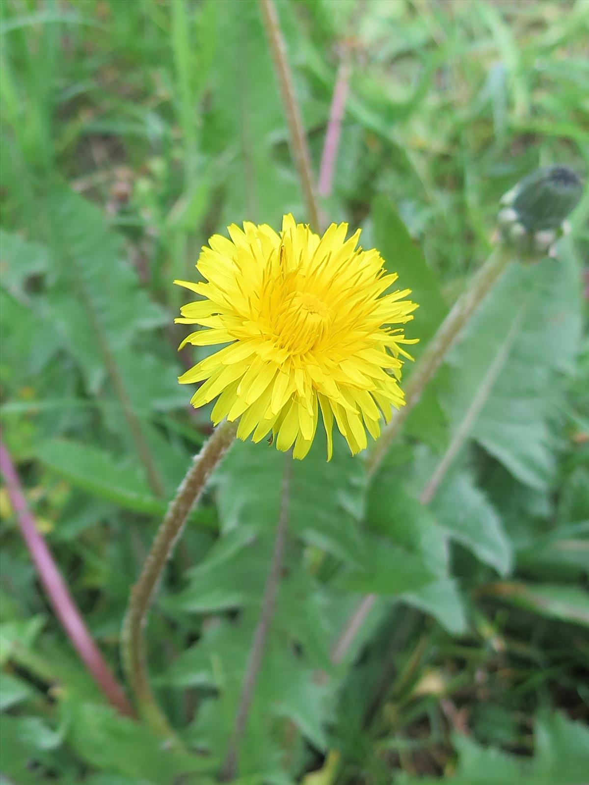 Taraxacum severum (door Otto Zijlstra)