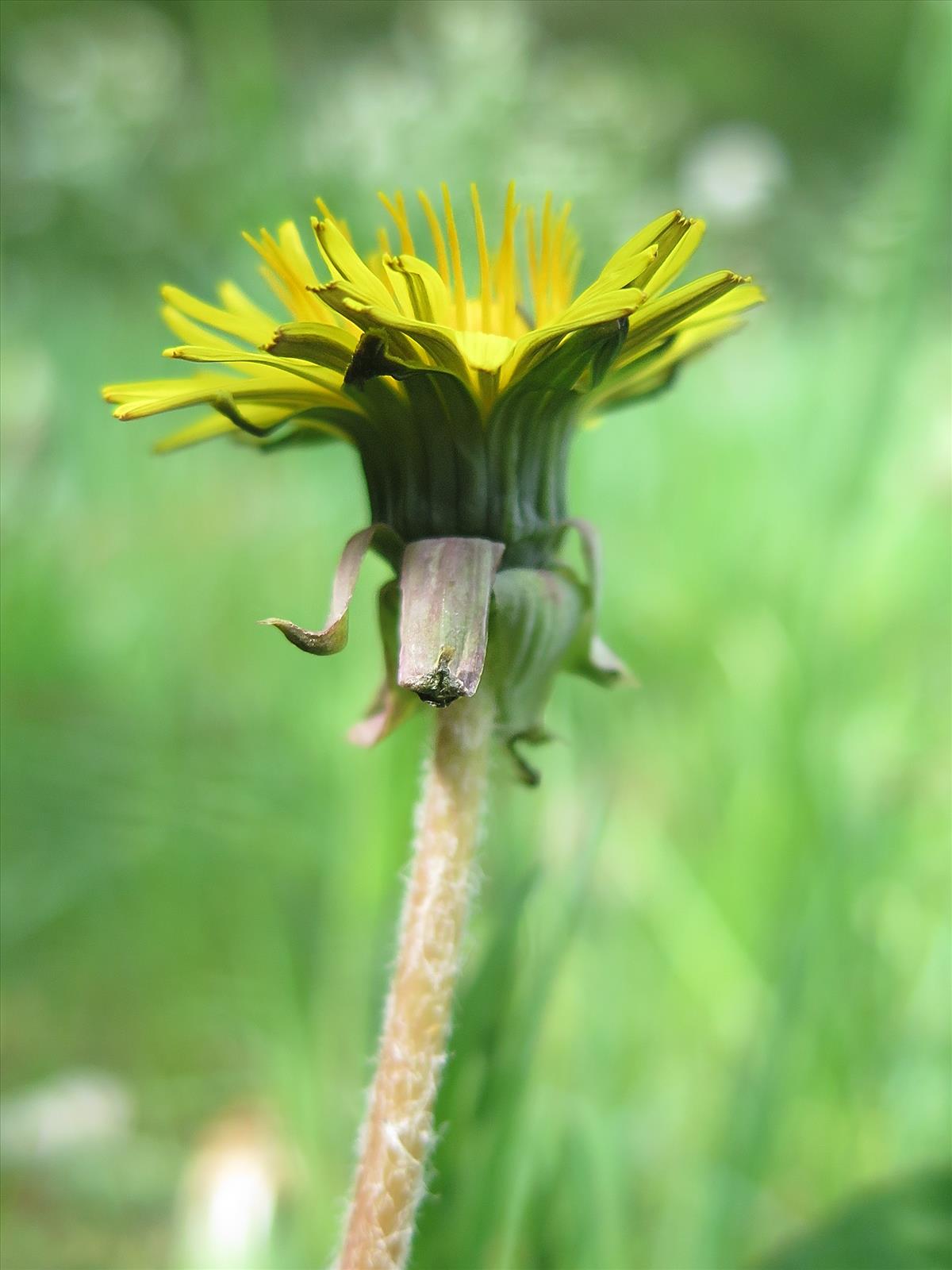 Taraxacum severum (door Otto Zijlstra)