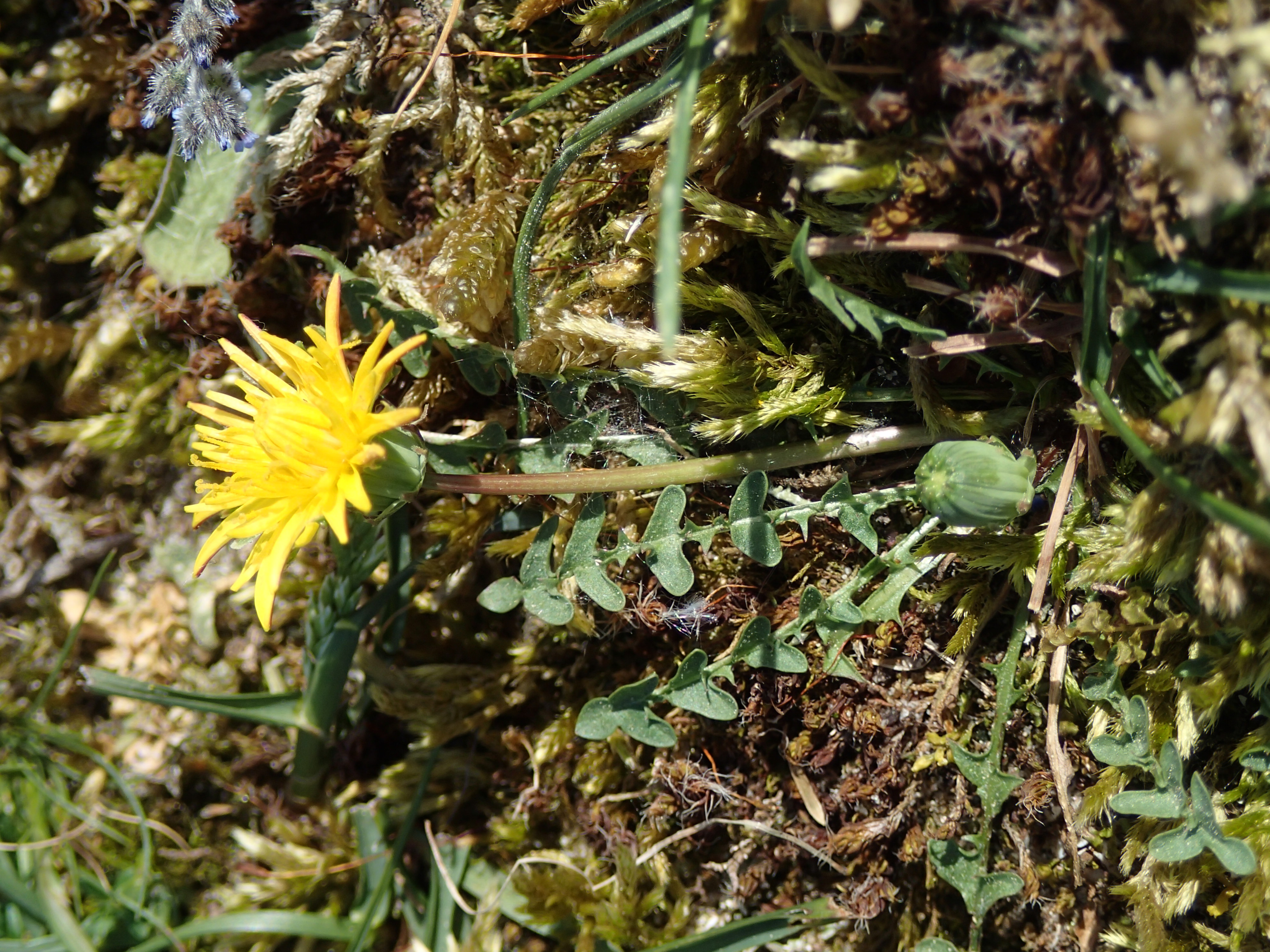 Taraxacum obliquum (door Adrie van Heerden)