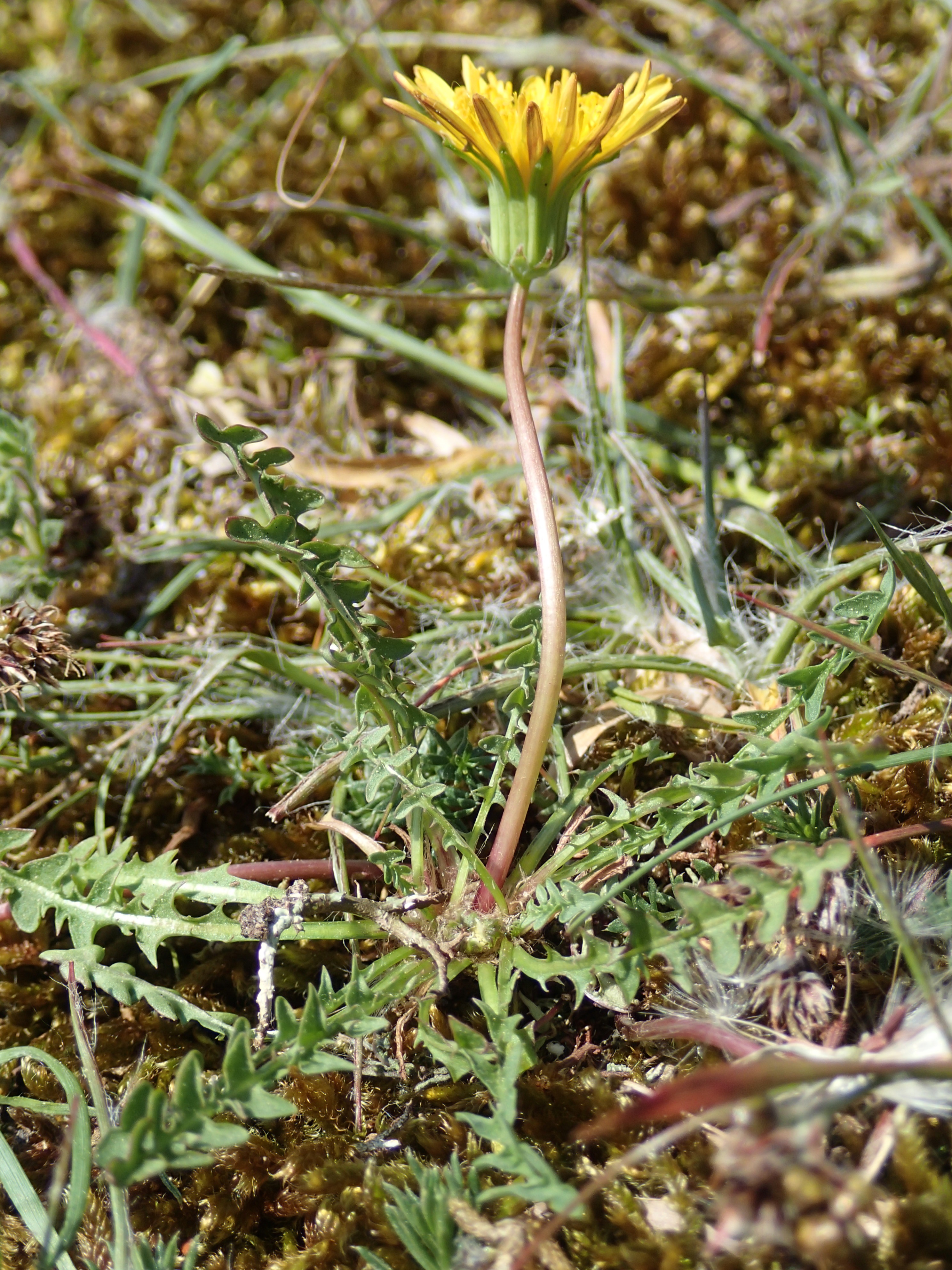 Taraxacum obliquum (door Adrie van Heerden)