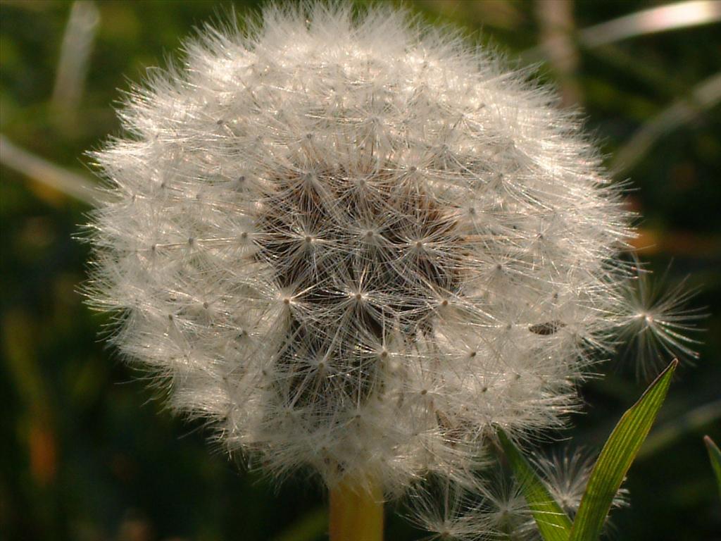 Taraxacum officinale (door Adrie van Heerden)