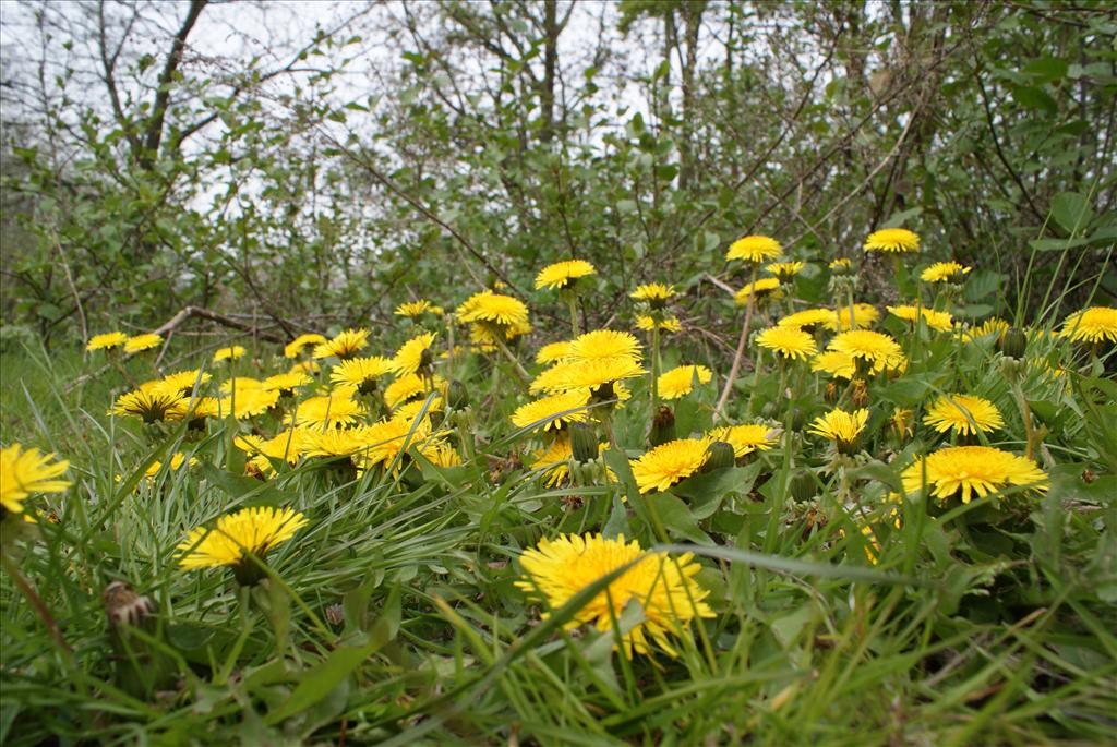 Taraxacum officinale (door Adrie van Heerden)