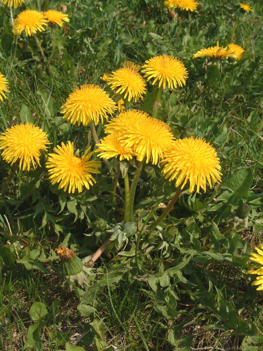 Taraxacum officinale (door Adrie van Heerden)