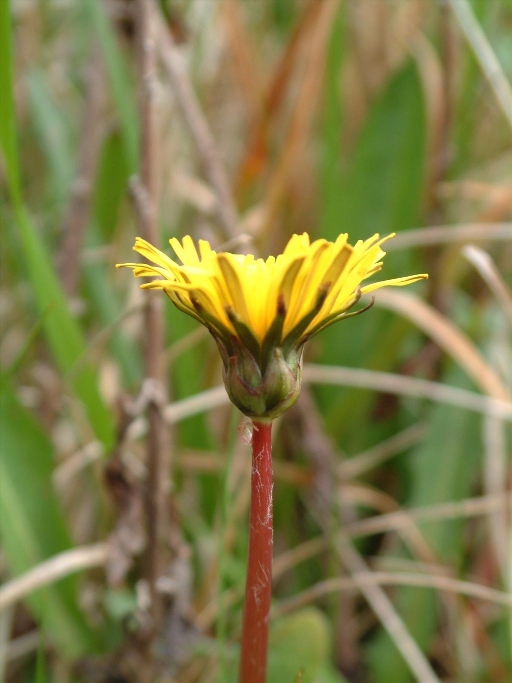 Taraxacum sect. Palustria (door Adrie van Heerden)