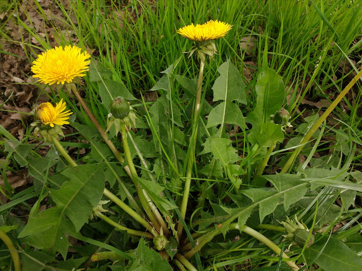 Taraxacum retroflexum (door Otto Zijlstra)