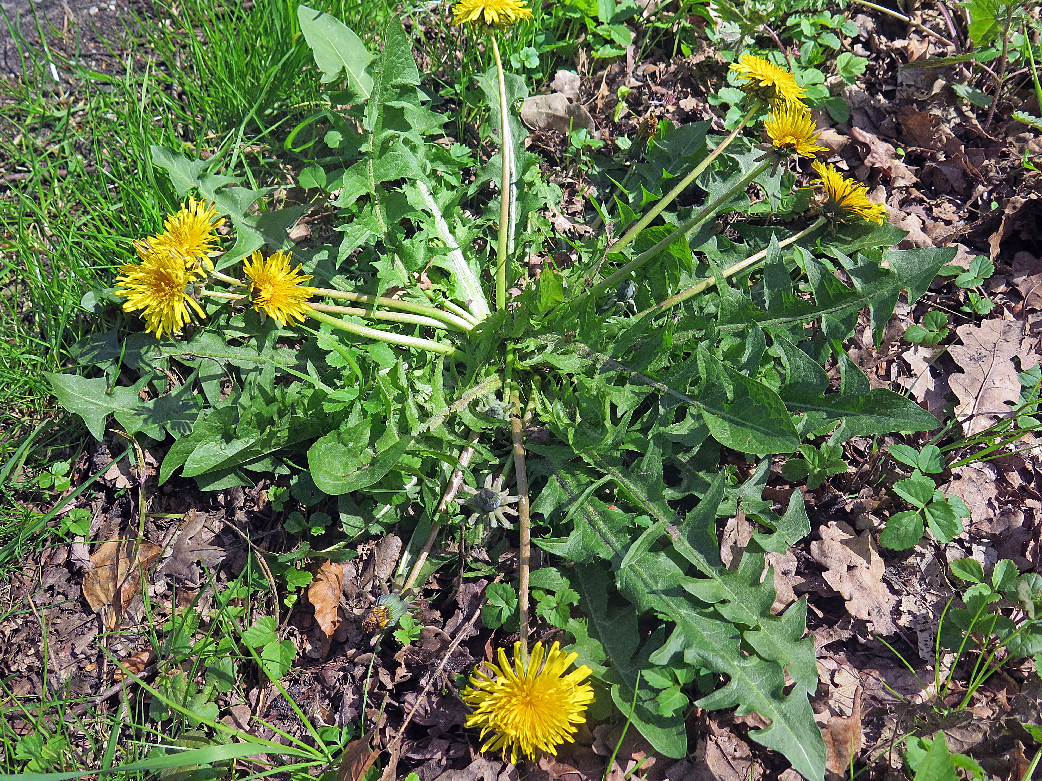 Taraxacum sellandii (door Otto Zijlstra)