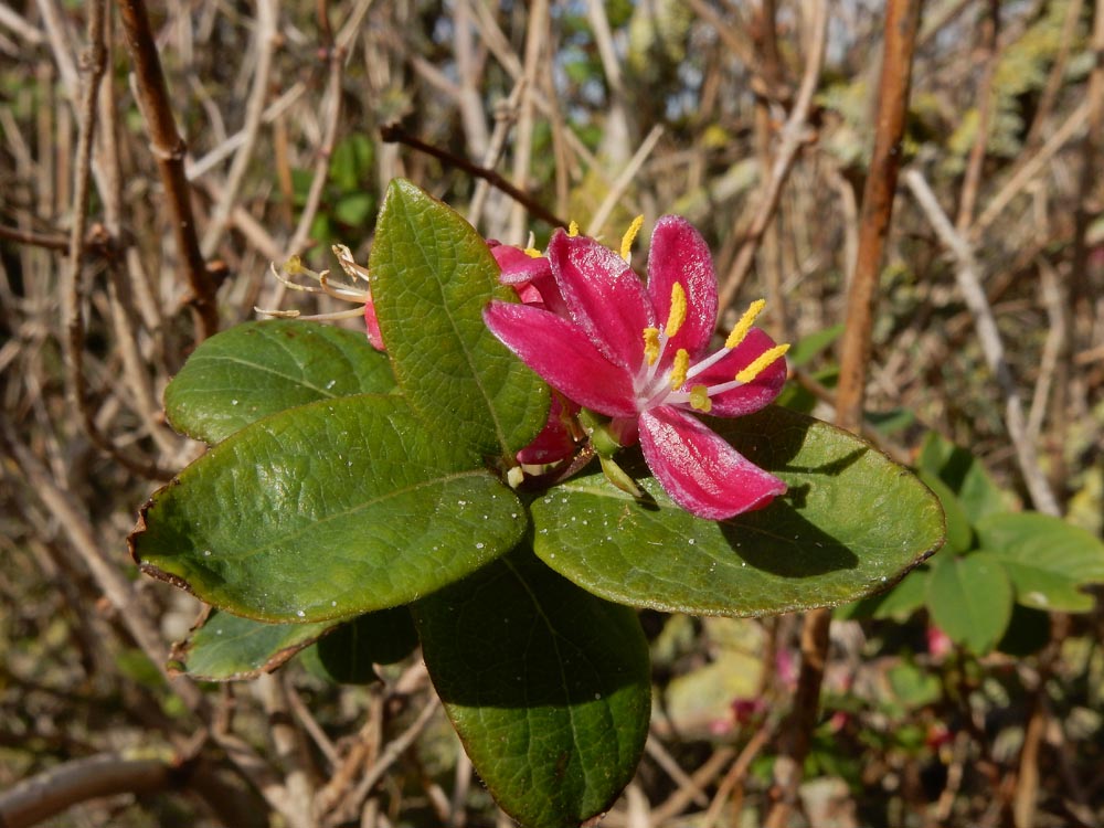 Lonicera tatarica (door Ed Stikvoort | saxifraga.nl)