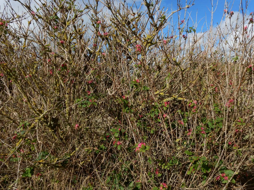 Lonicera tatarica (door Ed Stikvoort | saxifraga.nl)