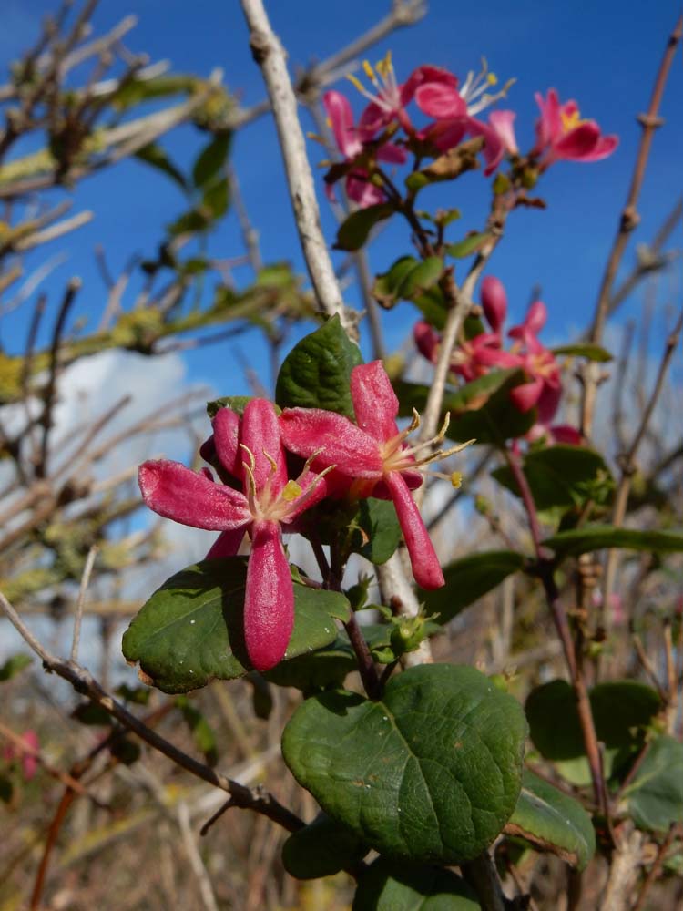 Lonicera tatarica (door Ed Stikvoort | saxifraga.nl)