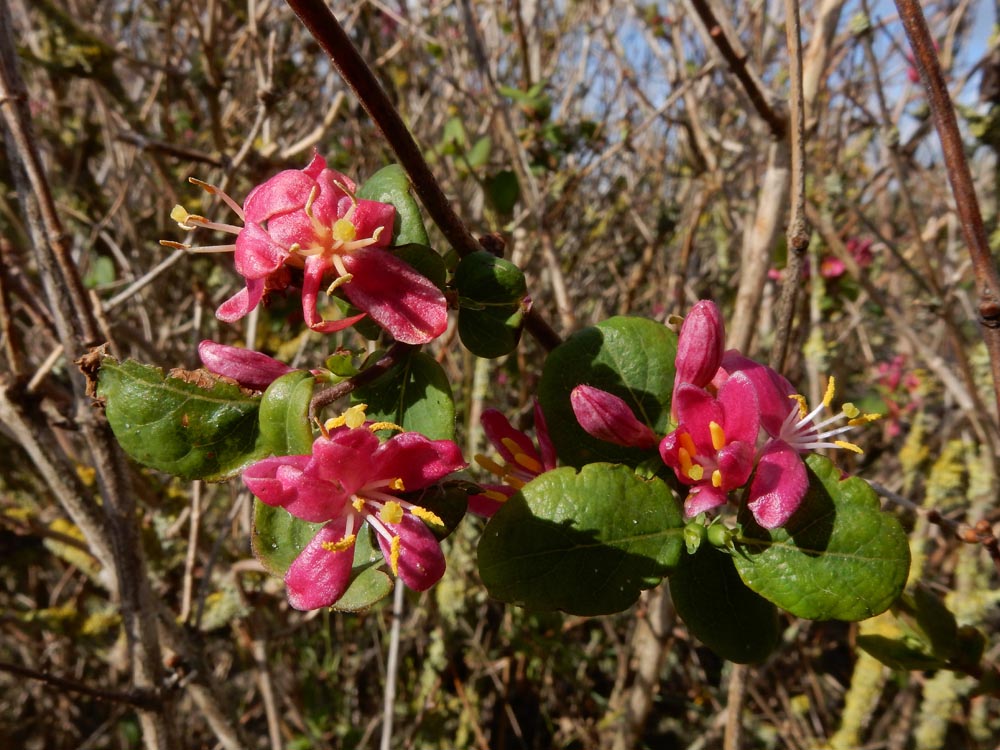 Lonicera tatarica (door Ed Stikvoort | saxifraga.nl)