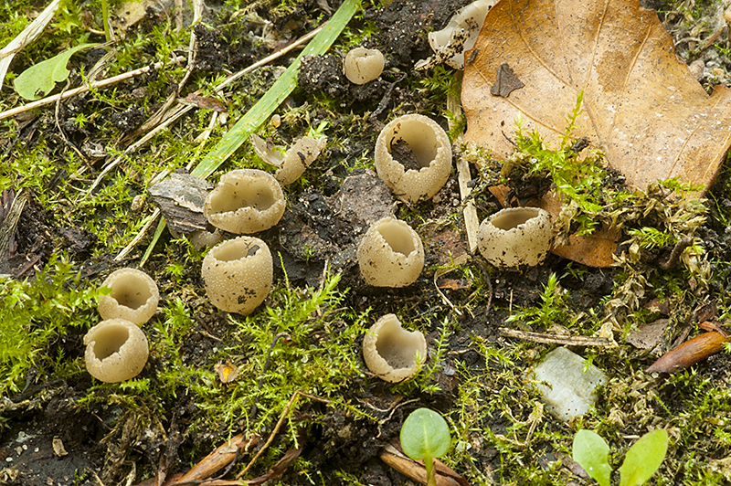 Tarzetta cupularis (door Nico Dam)