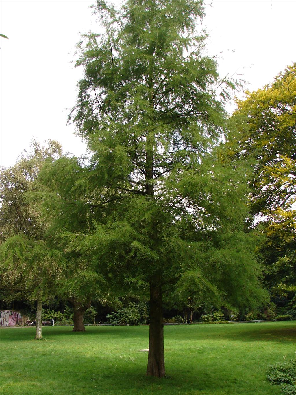 Taxodium distichum (door Adrie van Heerden)