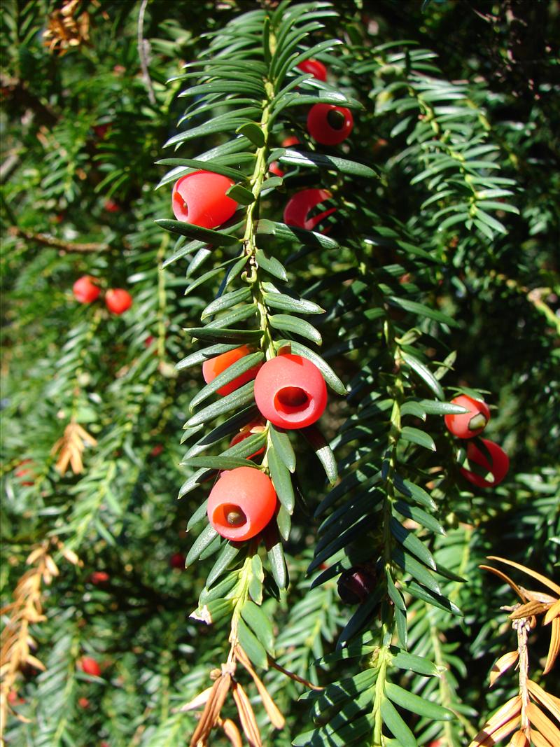 Taxus baccata (door Adrie van Heerden)