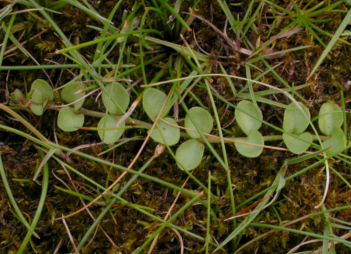 Anagallis tenella (door Peter Meininger)