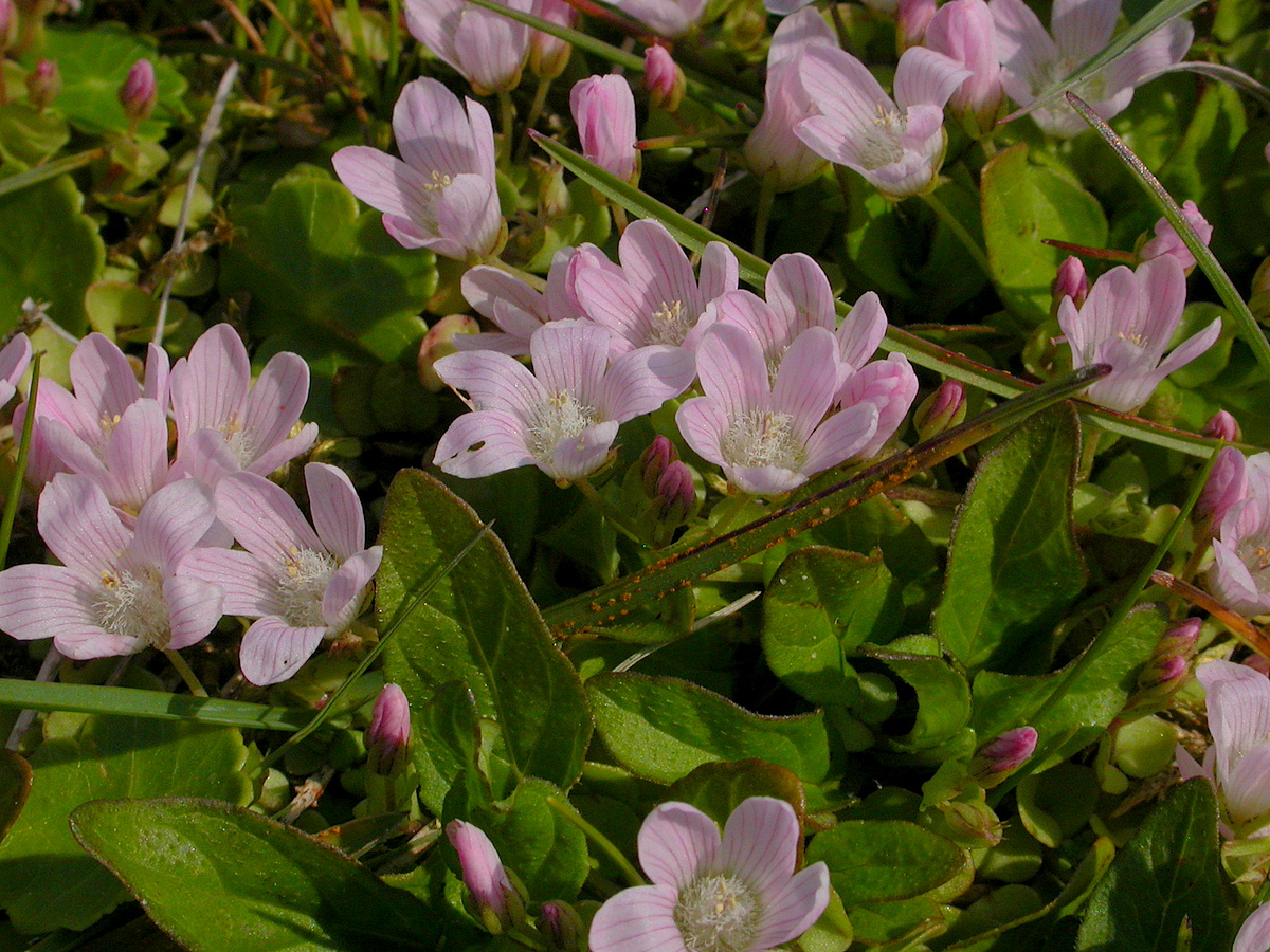 Anagallis tenella (door Peter Meininger)