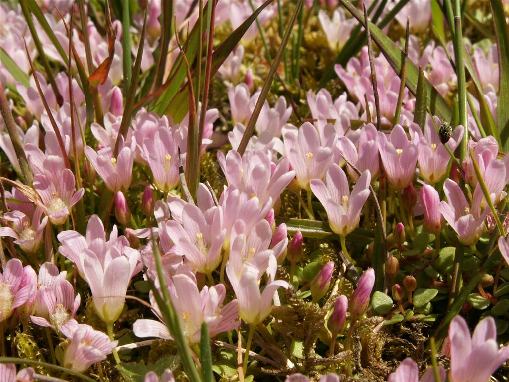 Anagallis tenella (door Han Beeuwkes)