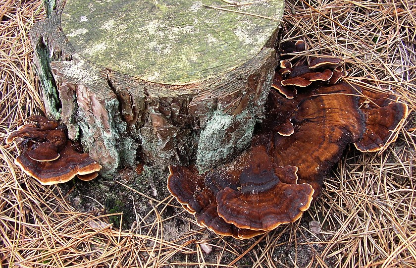 Ischnoderma benzoinum (door Aldert Gutter)