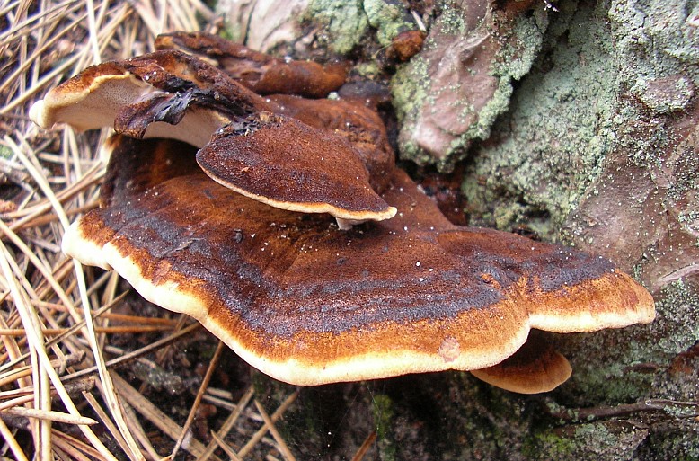 Ischnoderma benzoinum (door Aldert Gutter)