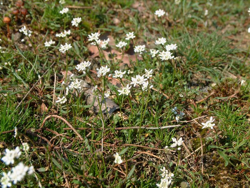 Teesdalia nudicaulis (door Adrie van Heerden)